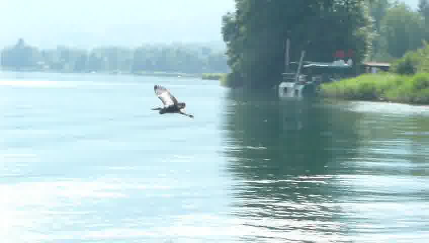 Reiher fliegt über den Ossiacher See