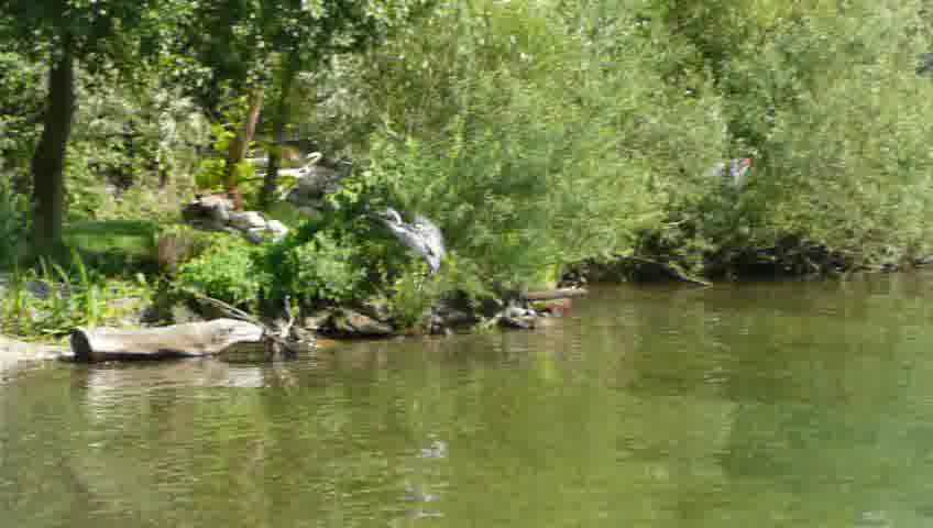 Reiher steuert Baumstamm am Ufer an