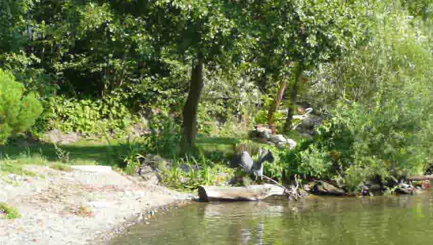Reiher fährt gerade seine Flüfel ein, nachdem er auf einem Baumstamm am Ufer gelandet ist
