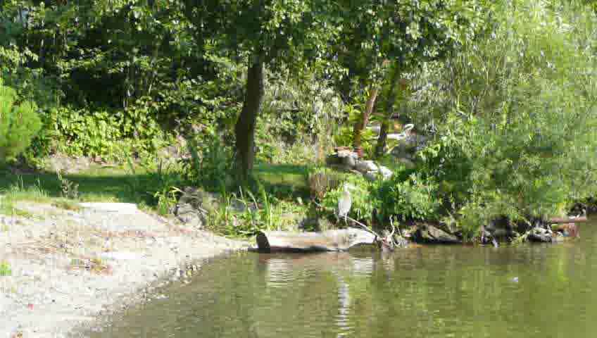 Reiher sitz auf Baumstamm am Ufer